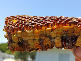 معرفی کامل محصول نان زنبورعسل ( Bee Bread )، خواص و کاربردها و نحوه مصرف و ویژگی های دارویی آن